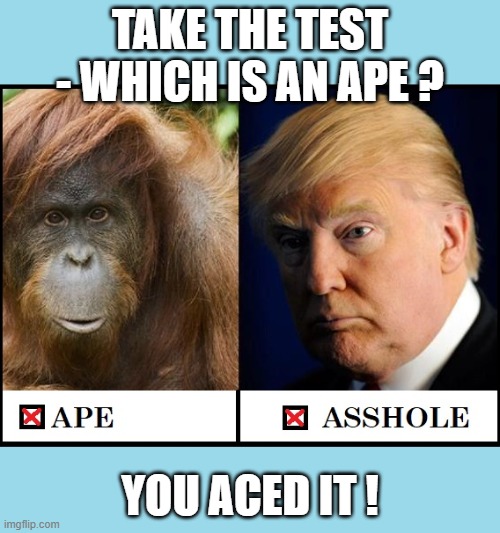 Are you as mentally fit as Trump? | TAKE THE TEST - WHICH IS AN APE ? YOU ACED IT ! | image tagged in donald trump is an idiot,trump is a moron,trump is an asshole,donald trump is proud,donald trump is an orangutan,mental test | made w/ Imgflip meme maker