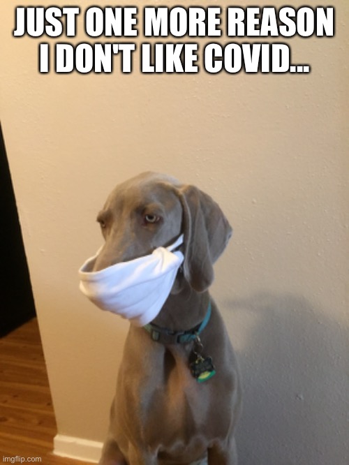 Covid weimaraner | JUST ONE MORE REASON I DON'T LIKE COVID... | image tagged in weimaraner,covid,covid-19,mask,funny | made w/ Imgflip meme maker