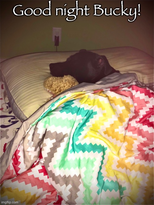 Good night Bucky! | Good night Bucky! | made w/ Imgflip meme maker