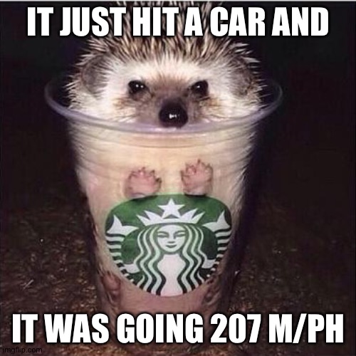 Starbucks' hedgehog | IT JUST HIT A CAR AND IT WAS GOING 207 M/PH | image tagged in starbucks' hedgehog | made w/ Imgflip meme maker