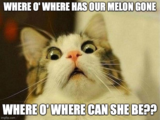 FIND OUR MEL NOWWWWWWWWWW | WHERE O' WHERE HAS OUR MELON GONE; WHERE O' WHERE CAN SHE BE?? | image tagged in memes,scared cat,i miss her,cuz i cant check out her images,we cant spam her,and everybody loses their minds | made w/ Imgflip meme maker