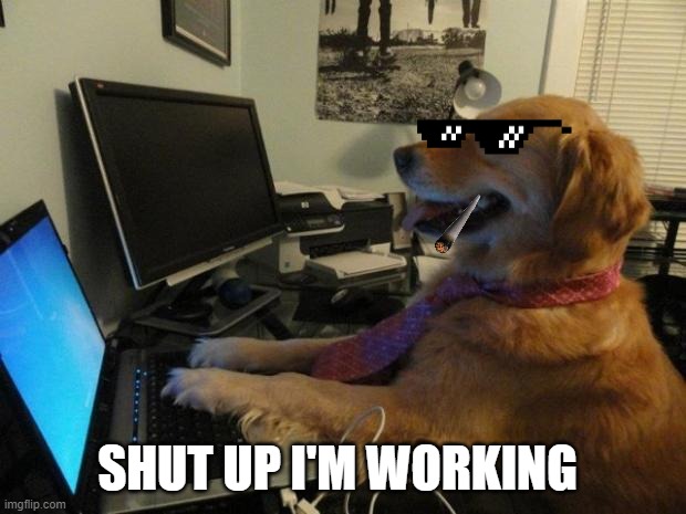 Dog behind a computer | SHUT UP I'M WORKING | image tagged in dog behind a computer | made w/ Imgflip meme maker