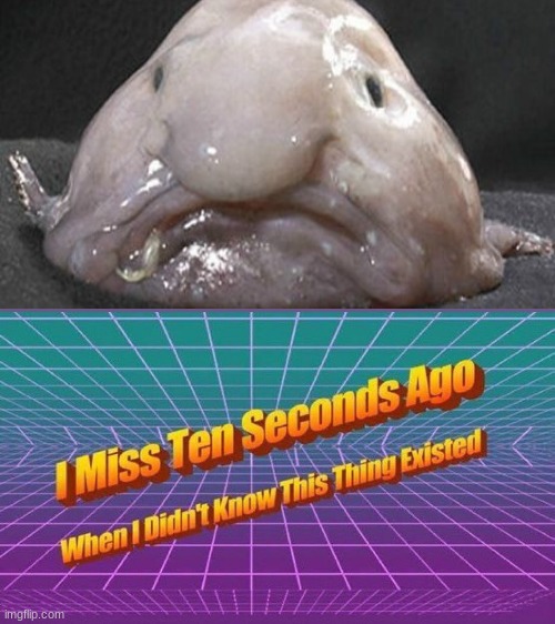 Behold the blobfish | image tagged in i miss ten seconds ago,blobfish | made w/ Imgflip meme maker