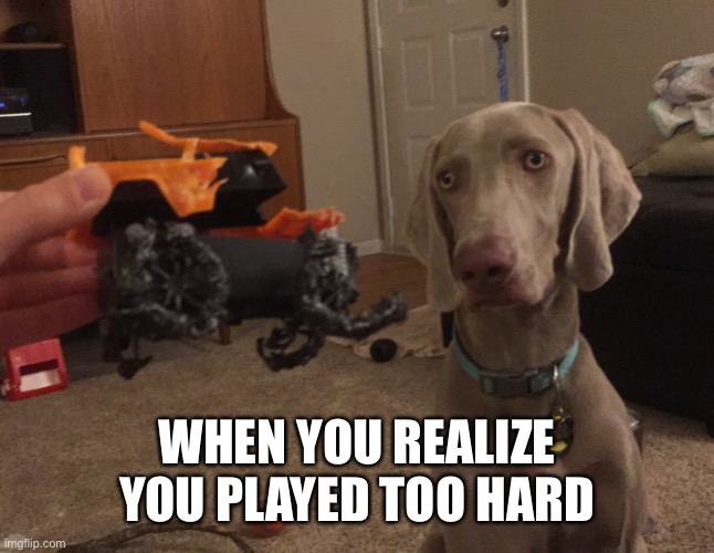 Weimaraner's toy | WHEN YOU REALIZE YOU PLAYED TOO HARD | image tagged in weimaraner,funny,regret,toy | made w/ Imgflip meme maker
