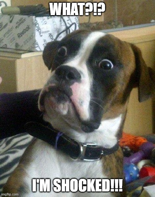 Surprised Dog | WHAT?!? I'M SHOCKED!!! | image tagged in surprised dog | made w/ Imgflip meme maker