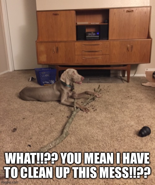 Weimaraner's stick | WHAT!!?? YOU MEAN I HAVE TO CLEAN UP THIS MESS!!?? | image tagged in weimaraner,funny,mess | made w/ Imgflip meme maker