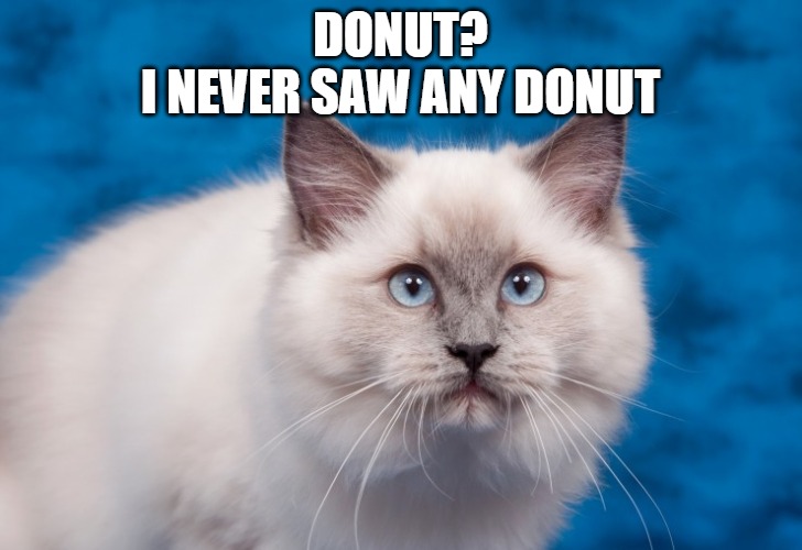 Maybe you lost it | DONUT?
I NEVER SAW ANY DONUT | image tagged in cats,donuts,memes,fun,funny,funny memes | made w/ Imgflip meme maker