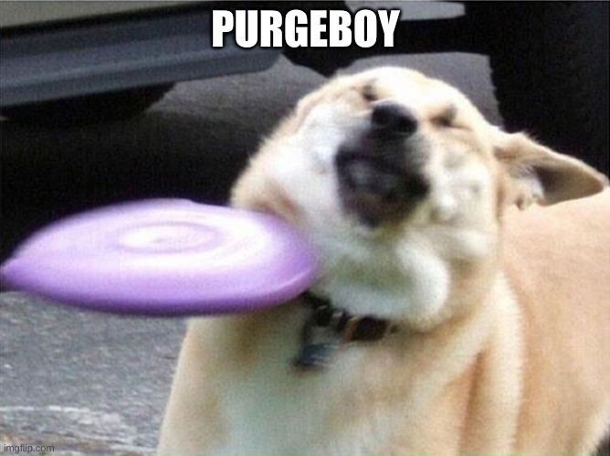 Dog hit by frisbee | PURGEBOY | image tagged in dog hit by frisbee | made w/ Imgflip meme maker