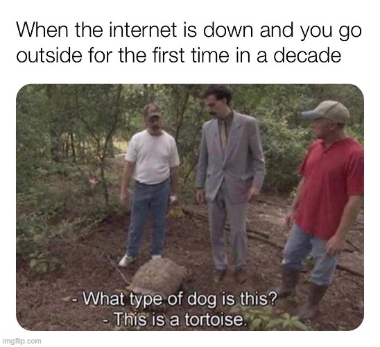 All of us in 2030 | image tagged in repost,tortoise,dog,internet,quarantine,funny | made w/ Imgflip meme maker