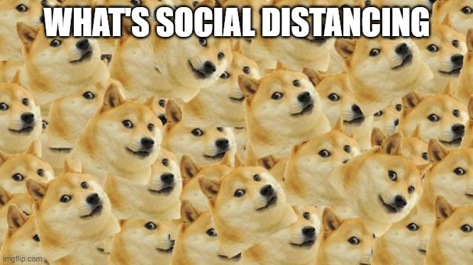 Multi Doge Meme | WHAT'S SOCIAL DISTANCING | image tagged in memes,multi doge | made w/ Imgflip meme maker