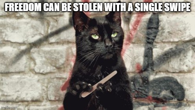 cat filing nails | FREEDOM CAN BE STOLEN WITH A SINGLE SWIPE | image tagged in cat filing nails | made w/ Imgflip meme maker