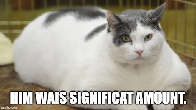 HIM WAIS SIGNIFICAT AMOUNT. | image tagged in oh lawd,he coming,fat cat,chonk | made w/ Imgflip meme maker