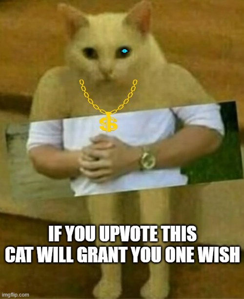 Magic cat | IF YOU UPVOTE THIS CAT WILL GRANT YOU ONE WISH | image tagged in cats | made w/ Imgflip meme maker