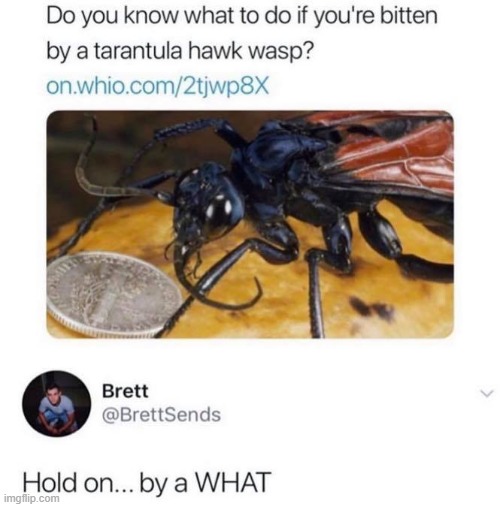Nope nope | image tagged in tarantula,hawk,wasp,repost,insect,insects | made w/ Imgflip meme maker