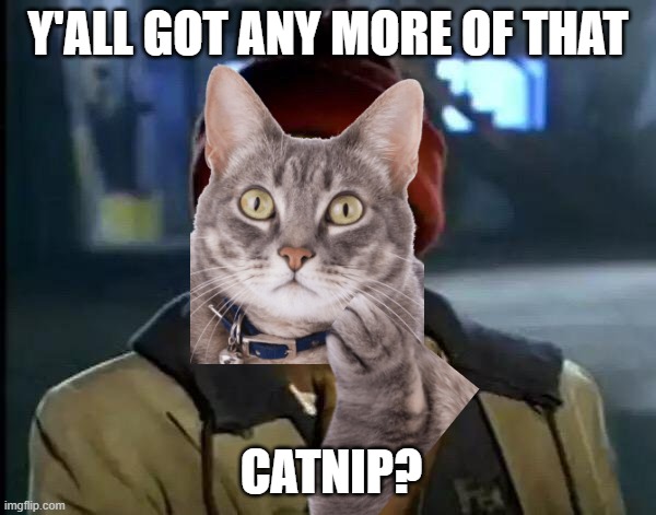 Y'all got any more of that catnip? | Y'ALL GOT ANY MORE OF THAT; CATNIP? | image tagged in memes,y'all got any more of that,funny | made w/ Imgflip meme maker