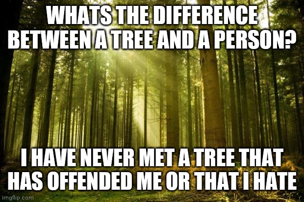 sunlit forest | WHATS THE DIFFERENCE BETWEEN A TREE AND A PERSON? I HAVE NEVER MET A TREE THAT HAS OFFENDED ME OR THAT I HATE | image tagged in sunlit forest,memes,i hate people,pagan | made w/ Imgflip meme maker