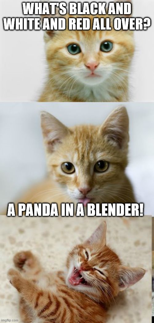 Bad Pun Cat | WHAT'S BLACK AND WHITE AND RED ALL OVER? A PANDA IN A BLENDER! | image tagged in bad pun cat | made w/ Imgflip meme maker