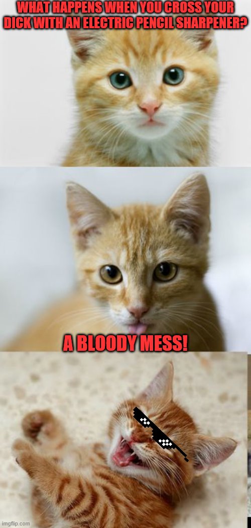 Bad Pun Cat | WHAT HAPPENS WHEN YOU CROSS YOUR DICK WITH AN ELECTRIC PENCIL SHARPENER? A BLOODY MESS! | image tagged in bad pun cat | made w/ Imgflip meme maker