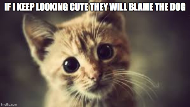 I love cats bruh | IF I KEEP LOOKING CUTE THEY WILL BLAME THE DOG | image tagged in kitties | made w/ Imgflip meme maker