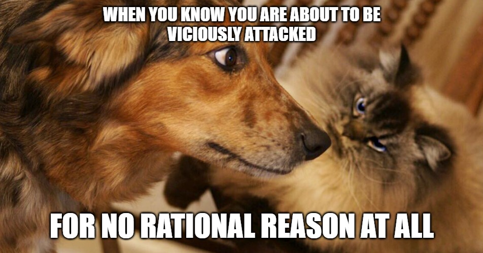 Radicals on moderates | WHEN YOU KNOW YOU ARE ABOUT TO BE
VICIOUSLY ATTACKED; FOR NO RATIONAL REASON AT ALL | image tagged in cats,dogs,fun,funny,funny memes,memes | made w/ Imgflip meme maker