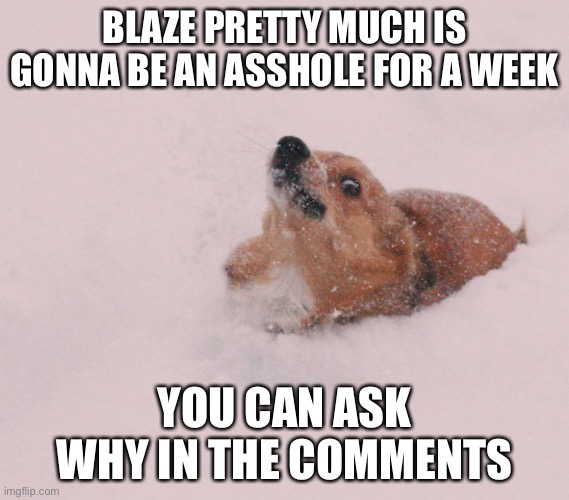 AAAAAAAAAAA AAAAAAAAAAA AAAAAAAAAAA AAAAAAAAAAA AAAAAAAAAAA AAAAAAAAAAA | BLAZE PRETTY MUCH IS GONNA BE AN ASSHOLE FOR A WEEK; YOU CAN ASK WHY IN THE COMMENTS | image tagged in oh no corgi,god no god please no,please kill me | made w/ Imgflip meme maker