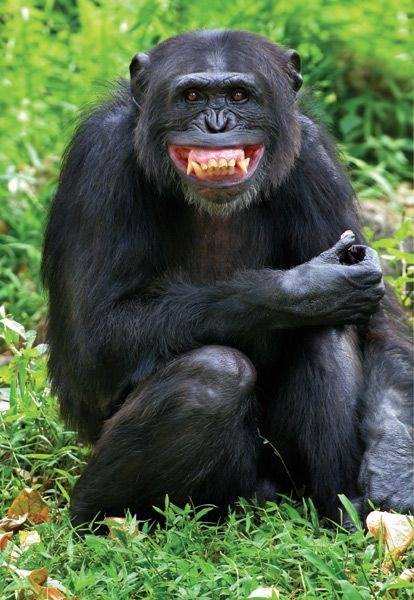 Ape Grinning Blank Meme Template