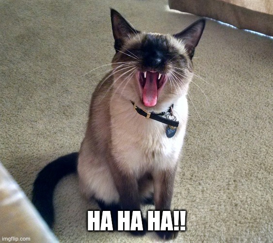 HA HA HA | HA HA HA!! | image tagged in cats | made w/ Imgflip meme maker