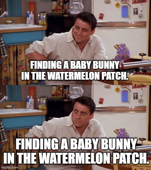 Gardening Joey Meme | FINDING A BABY BUNNY IN THE WATERMELON PATCH. FINDING A BABY BUNNY IN THE WATERMELON PATCH. | image tagged in joey meme,gardening | made w/ Imgflip meme maker