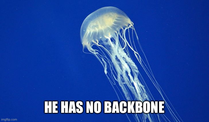 Jellyfish | HE HAS NO BACKBONE | image tagged in jellyfish | made w/ Imgflip meme maker