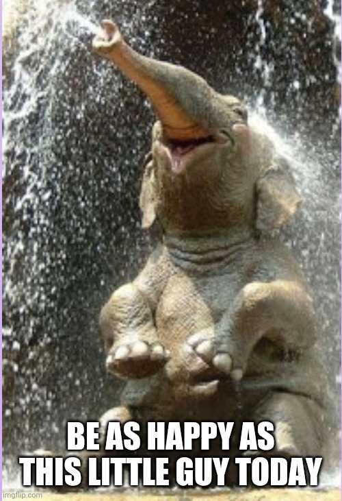 Happy baby elephant | BE AS HAPPY AS THIS LITTLE GUY TODAY | image tagged in elephant,happy,bath time,shower,enjoy,baby animals | made w/ Imgflip meme maker