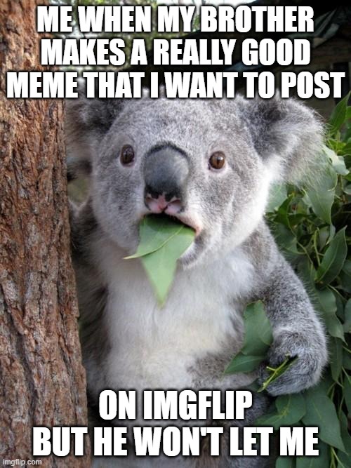 Surprised Koala Meme | ME WHEN MY BROTHER MAKES A REALLY GOOD MEME THAT I WANT TO POST; ON IMGFLIP BUT HE WON'T LET ME | image tagged in memes,surprised koala | made w/ Imgflip meme maker