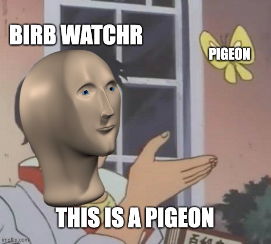 Birb Watcher | BIRB WATCHR; PIGEON; THIS IS A PIGEON | image tagged in stonks | made w/ Imgflip meme maker