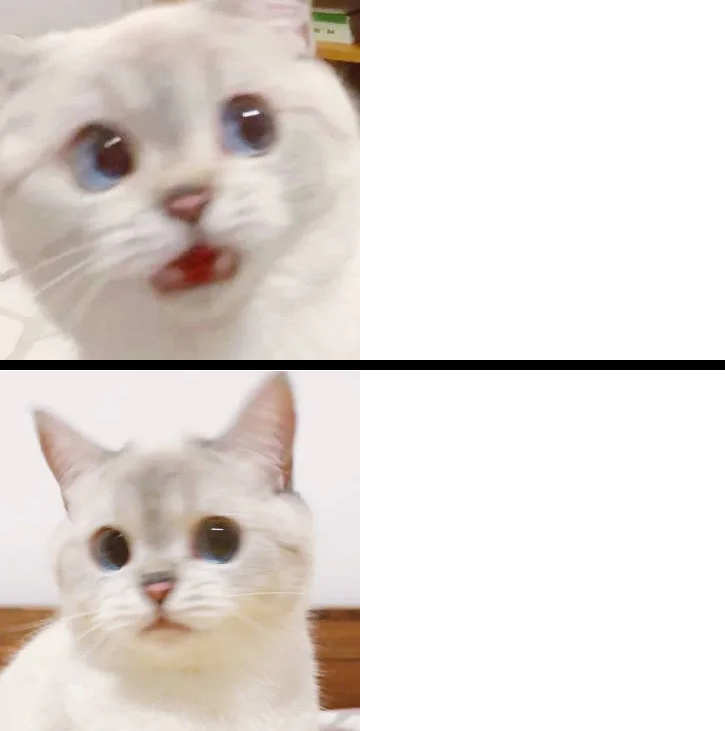 cute cat scared but ok Blank Meme Template