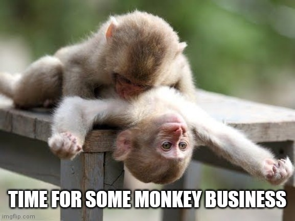 Time for some monkey business | TIME FOR SOME MONKEY BUSINESS | image tagged in funny memes,monkey business,monkeys,funny meme,naughty | made w/ Imgflip meme maker