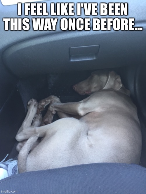 Tight space | I FEEL LIKE I'VE BEEN THIS WAY ONCE BEFORE... | image tagged in weimaraner,funny,humor,dog | made w/ Imgflip meme maker