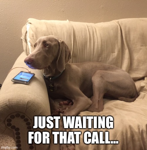 Waiting weim | JUST WAITING FOR THAT CALL... | image tagged in weimaraner,dog,funny,cell phone | made w/ Imgflip meme maker