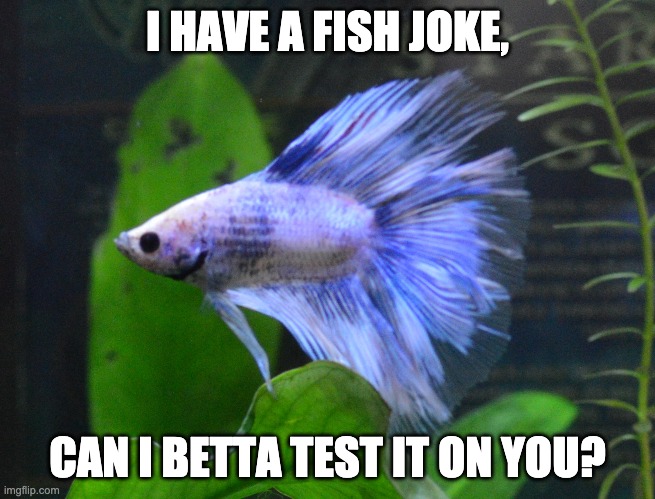Fish Joke Betta Test | I HAVE A FISH JOKE, CAN I BETTA TEST IT ON YOU? | image tagged in angry betta | made w/ Imgflip meme maker