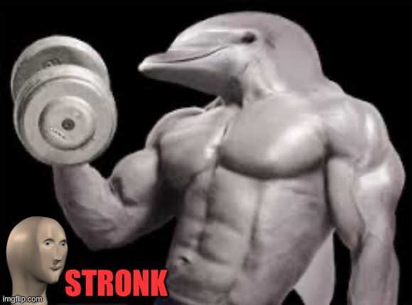 STRONK | image tagged in dolphin,stonks,memes,funny | made w/ Imgflip meme maker