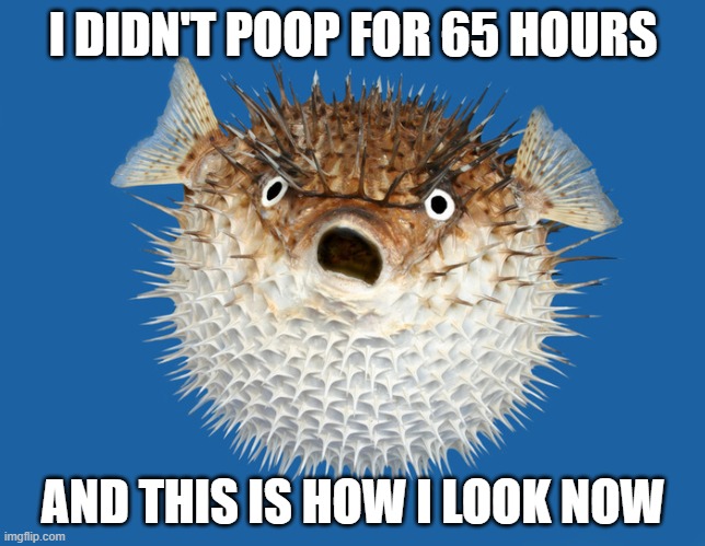 Porcupine Fish | I DIDN'T POOP FOR 65 HOURS; AND THIS IS HOW I LOOK NOW | image tagged in porcupine fish | made w/ Imgflip meme maker
