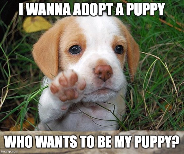 Anyone wanna be my puppy? | I WANNA ADOPT A PUPPY; WHO WANTS TO BE MY PUPPY? | image tagged in dog puppy bye,looking to adopt,have a nice house in imgflip city,pool and lots of treats too | made w/ Imgflip meme maker