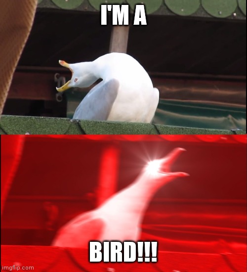 Screaming bird | I'M A; BIRD!!! | image tagged in screaming bird | made w/ Imgflip meme maker