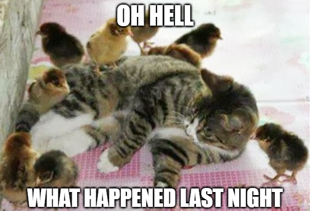 Got to stop drinking | OH HELL; WHAT HAPPENED LAST NIGHT | image tagged in cats,memes,fun,funny,funny memes,chicks | made w/ Imgflip meme maker
