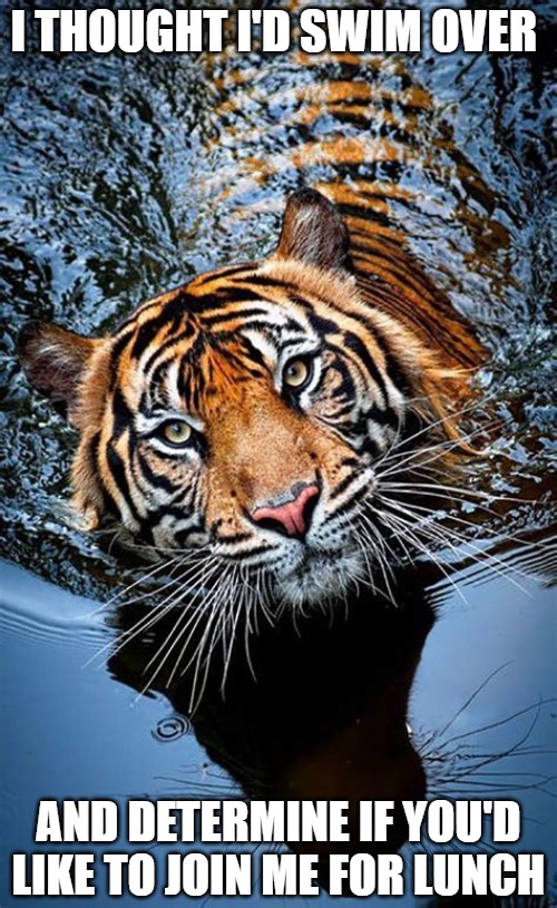 Looking for a lunch date | I THOUGHT I'D SWIM OVER; AND DETERMINE IF YOU'D LIKE TO JOIN ME FOR LUNCH | image tagged in cats,tigers,memes,fun,funny,food | made w/ Imgflip meme maker
