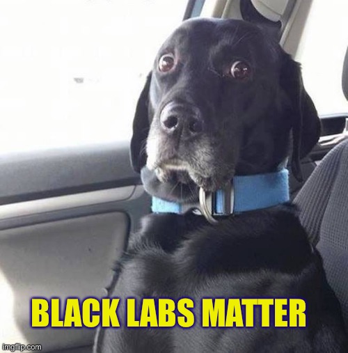 black lab wide eyed dog | BLACK LABS MATTER | image tagged in black lab wide eyed dog | made w/ Imgflip meme maker