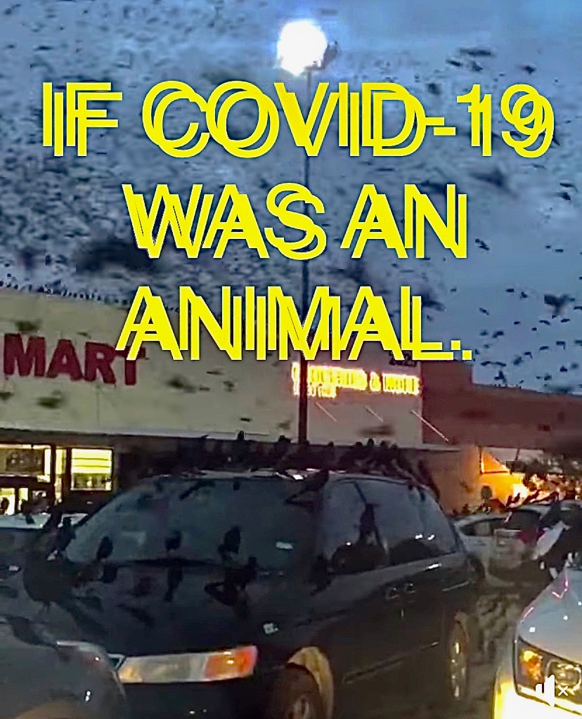 if covid-19 was an animal Blank Meme Template