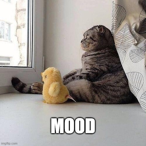 Mood | MOOD | image tagged in sad cat | made w/ Imgflip meme maker