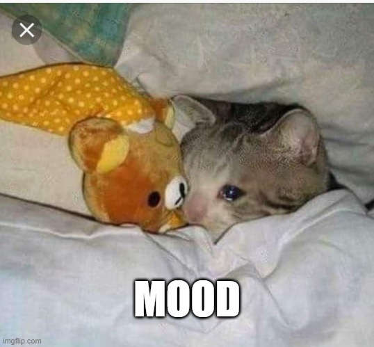 Mood | MOOD | image tagged in sad cat | made w/ Imgflip meme maker