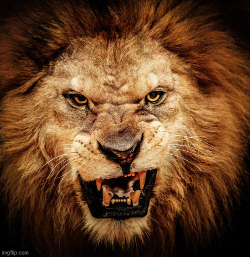 Fierce Lion | image tagged in fierce lion | made w/ Imgflip meme maker