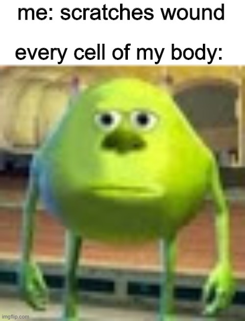 Cells | me: scratches wound; every cell of my body: | image tagged in sully wazowski,monsters inc,memes,cells,mike wasowski sully face swap,wounds | made w/ Imgflip meme maker