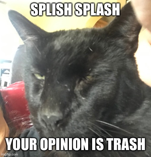 Splash splash cat | SPLISH SPLASH; YOUR OPINION IS TRASH | image tagged in your opinion is dumn,funny memes,judging you,judging cat | made w/ Imgflip meme maker